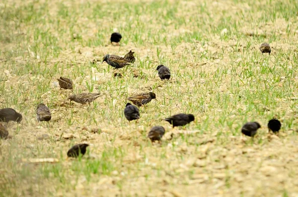 Wild birds in the middle of their natural world and in freedom. — Stock Photo, Image