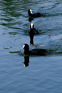Vahşi kuşlar doğal dünyalarının ortasında ve özgürce.
