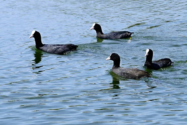 Wild birds in the middle of their natural world and in freedom. — Stock Photo, Image