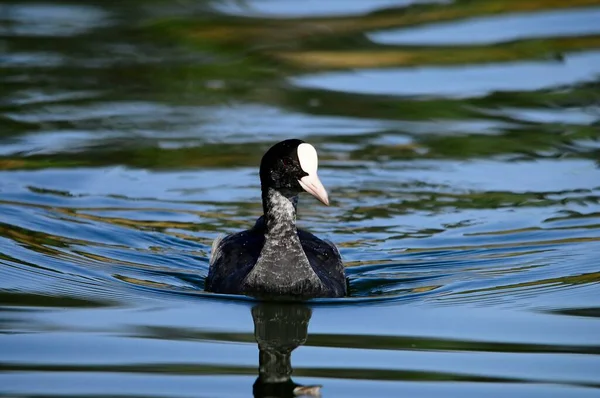 Uccelli selvatici in mezzo al loro mondo naturale e in libertà. — Foto Stock