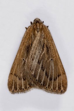 Beyaz arka planı olan gece kelebekleri.