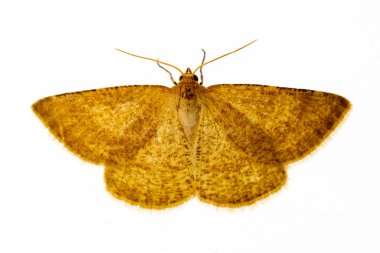 Beyaz arka planı olan gece kelebekleri.