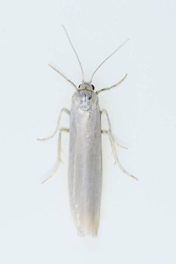 Beyaz arka planı olan gece kelebekleri.