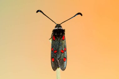 Gece kelebekleri ya da çevrelerindeki güveler.