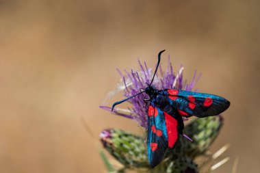 Gece kelebekleri ya da çevrelerindeki güveler.