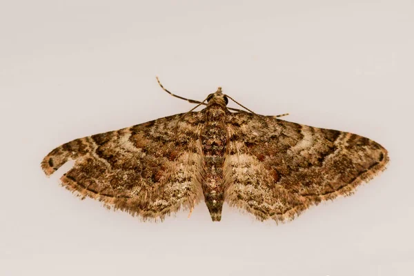 Mariposas nocturnas con fondo blanco. — Foto de Stock