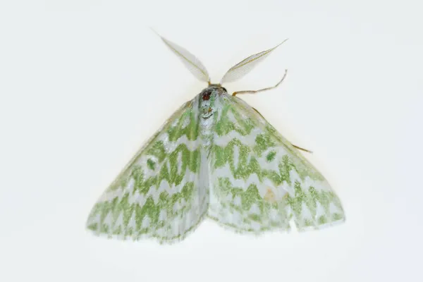 Mariposas nocturnas con fondo blanco. — Foto de Stock