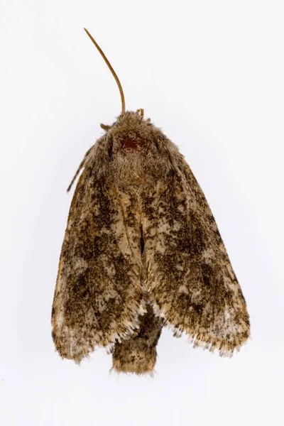 Mariposas nocturnas con fondo blanco. — Foto de Stock