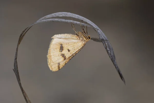 Mariposas nocturnas o polillas en su entorno. —  Fotos de Stock