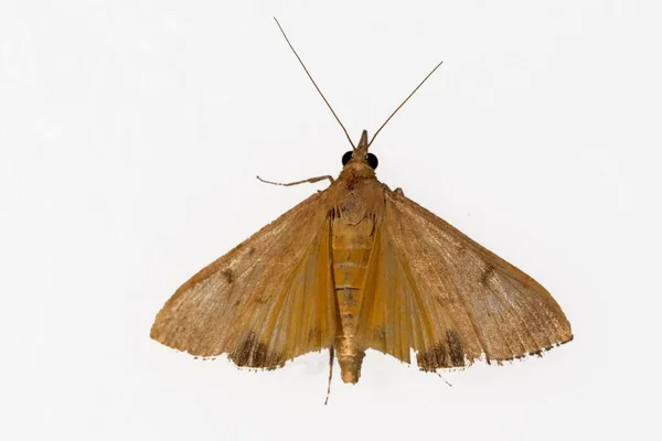 Mariposas nocturnas con fondo blanco. — Foto de Stock