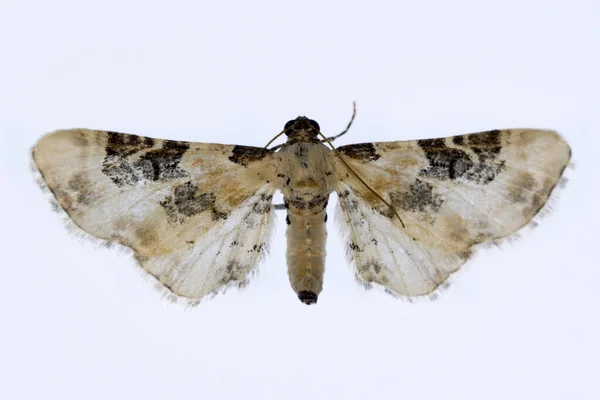 Нічні метелики з білим тлом . — стокове фото