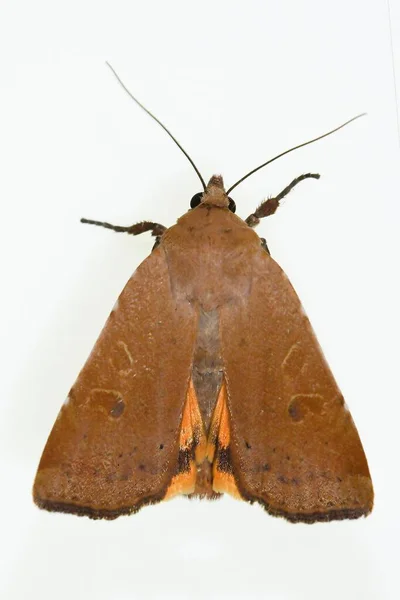 Mariposas nocturnas con fondo blanco. — Foto de Stock