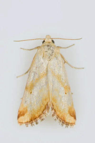 Mariposas nocturnas con fondo blanco. — Foto de Stock