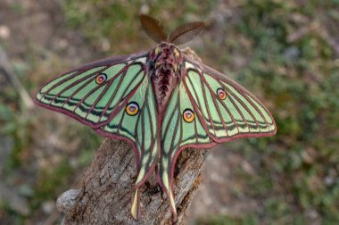 Gece kelebekleri ya da çevrelerindeki güveler.