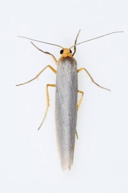 Beyaz arka planı olan gece kelebekleri.