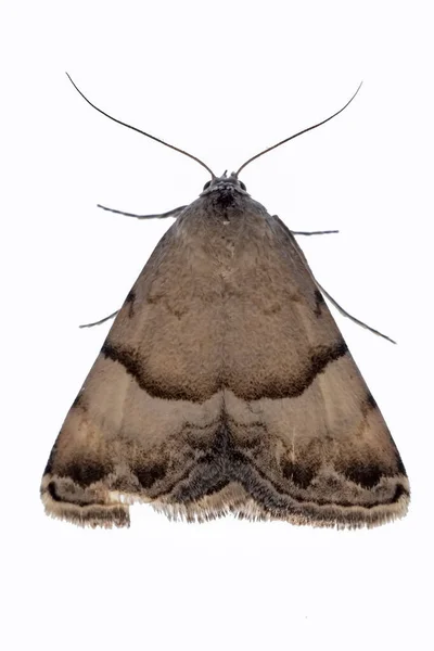 하얀 배경을 가진 야간 나비. — 스톡 사진