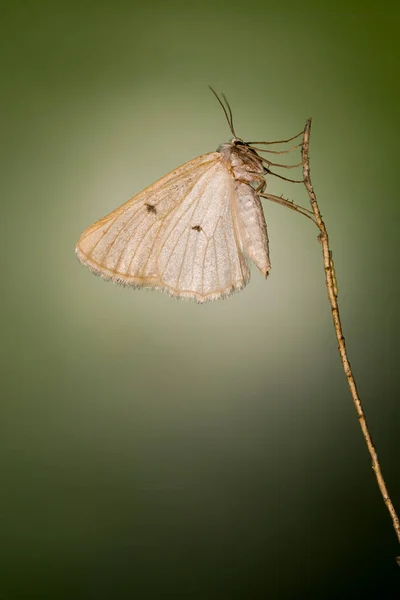 Night butterflies or moths in their environment. — Stock Photo, Image