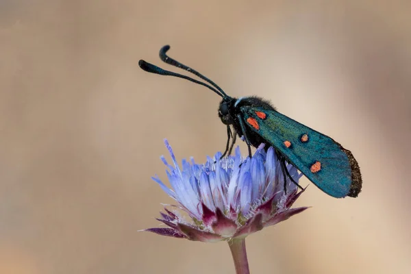 Papillons nocturnes ou papillons nocturnes dans leur environnement. — Photo