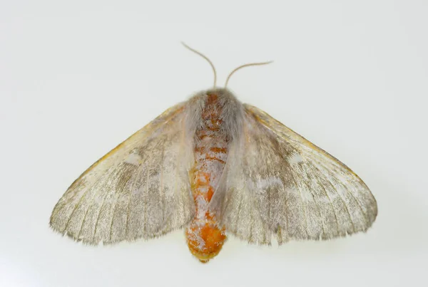 Mariposas nocturnas con fondo blanco. —  Fotos de Stock