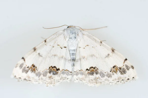 Ночные бабочки на белом фоне. — стоковое фото