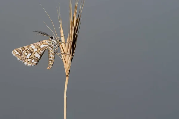 Mariposas nocturnas o polillas en su entorno. — Foto de Stock