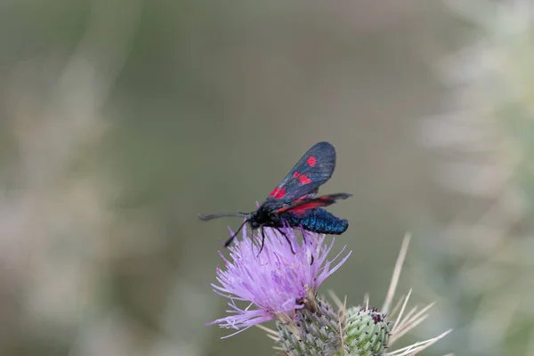 Nachtvlinders of nachtvlinders in hun omgeving. — Stockfoto