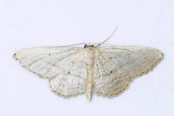 Нічні метелики з білим тлом . — стокове фото