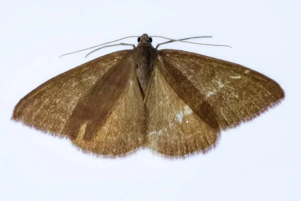 Mariposas nocturnas con fondo blanco. — Foto de Stock