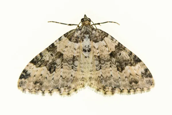 Mariposas nocturnas con fondo blanco. — Foto de Stock