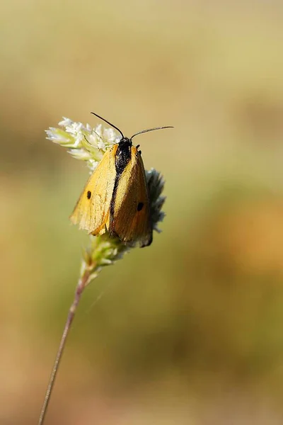 Papillons nocturnes ou papillons nocturnes dans leur environnement. — Photo