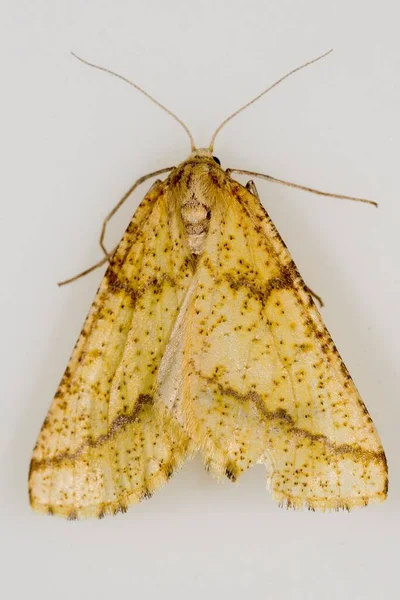 Mariposas nocturnas con fondo blanco. —  Fotos de Stock