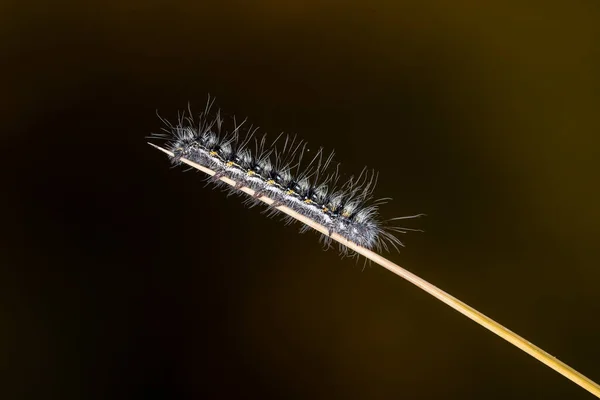 Papillons nocturnes ou papillons nocturnes dans leur environnement. — Photo