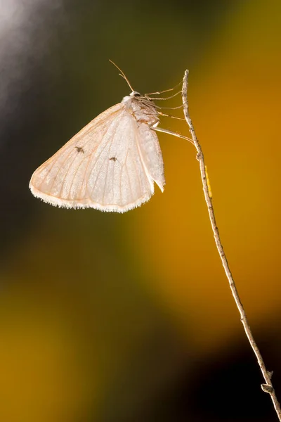 Mariposas nocturnas o polillas en su entorno. — Foto de Stock