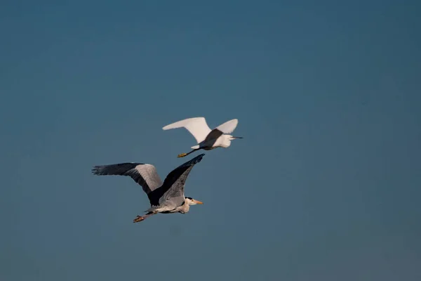 Дикие птицы посреди их естественного мира и в свободе. — стоковое фото