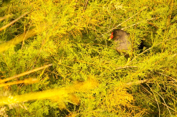 Oiseaux sauvages au milieu de leur monde naturel et en liberté. — Photo