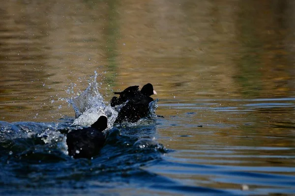 Wilde vogels midden in hun natuurlijke wereld en in vrijheid. — Stockfoto