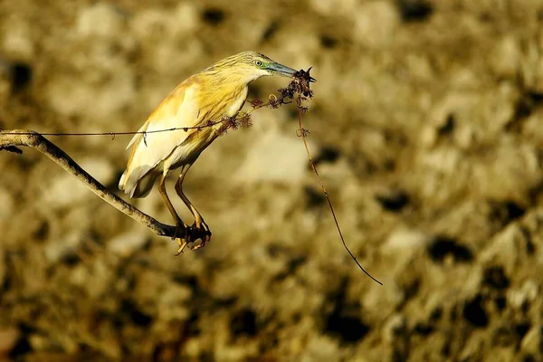 Vahşi kuşlar doğal dünyalarının ortasında ve özgürce. — Stok fotoğraf
