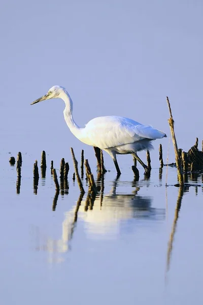 Aves selvagens no meio do seu mundo natural e em liberdade. — Fotografia de Stock