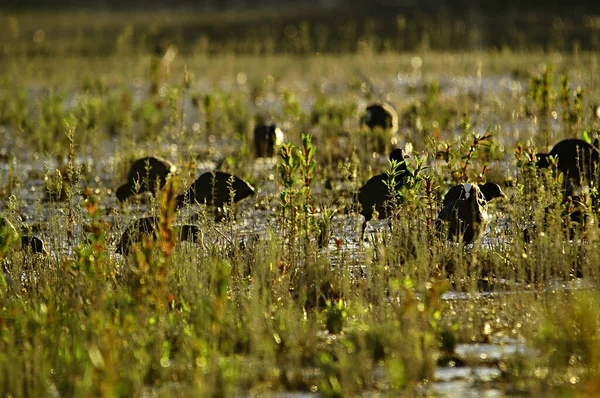 Aves silvestres en medio de su mundo natural y en libertad. — Foto de Stock