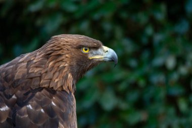 Aquila chrysaetos - Altın kartal, Accipitridae familyasından bir kuş türü..