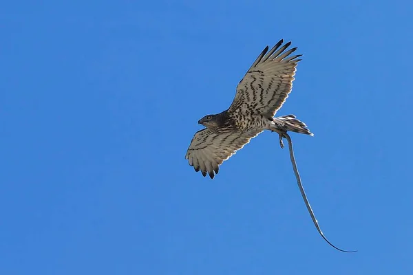 Circaetus gallicus - Avrupa kısa parmaklı kartalı, yılanları ve diğer sürüngenleri avlamakta uzmanlaşmış bir yırtıcıdır..
