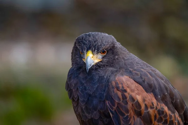 Parabuteo unicinctus - Harriss Eagle är en akcipitriformad fågel i familjen Accipitridae. — Stockfoto