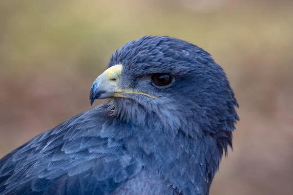 天敌鸟（Terathopius ecaudatus）-飞鹰是天敌科的一种羽翼鸟。. — 图库照片