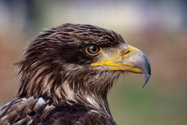 Aquila chrysaetos - The golden eagle is a species of accipitriform bird in the Accipitridae family. — Stock Photo, Image