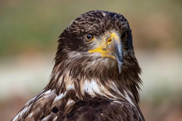 Aquila chrysaetos - El águila real es una especie de ave accipitriforme de la familia Accipitridae.. —  Fotos de Stock