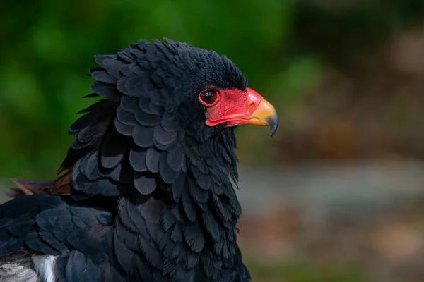 Terathopius ecaudatus - The flying eagle is a species of accipitriform bird in the Accipitridae family. — Stock Photo, Image