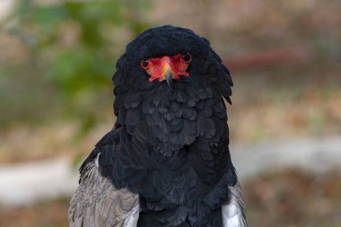 Terathopius ecaudatus, Accipitridae familyasından bir kuş türü..