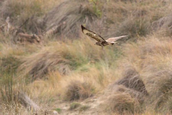 Circus aeruginosus - Le Busard des marais est une espèce d'oiseaux accipitriformes de la famille des Accipitridae.. — Photo