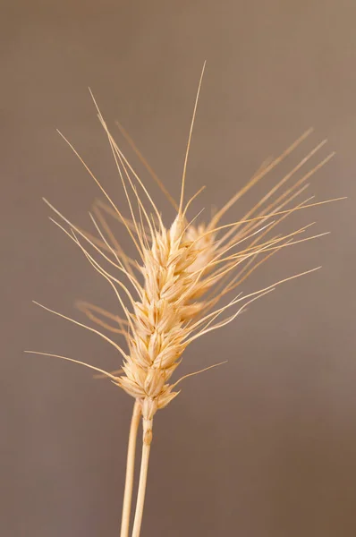 Panorámica de un campo de cereales - agricultura de cereales — Foto de Stock