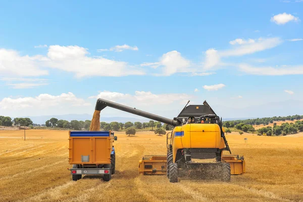 小麦を収穫しているコンバイン・ハーベスターの写真. — ストック写真